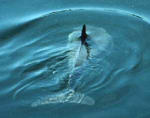 Bruinvis in zee (© Richard Witte van den Bosch)